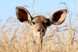 Contact us | Just a Small Change Big eared animal listening in a field